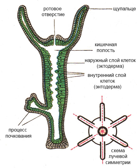 Кракен даркнет зеркало